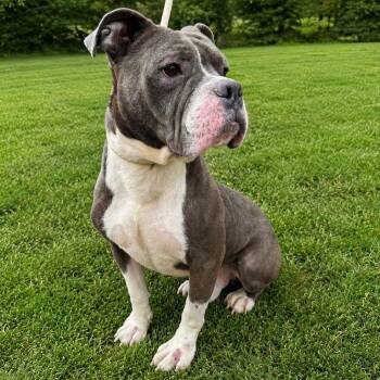 Mack -  American Bulldog Dog for Adoption in Jersey City, New Jersey - Mack | PetCurious