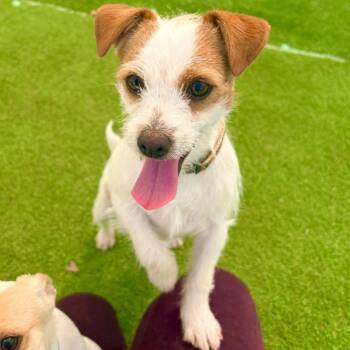 Fredrick -  Mixed Breed Dog for Adoption in Las Cruces, New Mexico - Fredrick | PetCurious