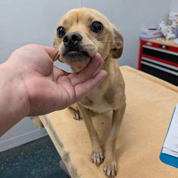 Zazu -  Chihuahua and Mixed Breed Dog for Adoption in Chico, California - Zazu | PetCurious