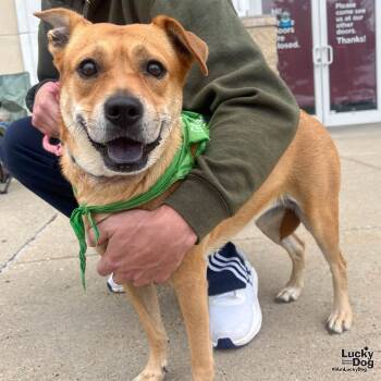 Rescue Labrador Retriever and Retriever Dogs for Adoption in Washington, District Of Columbia - Heather | PetCurious