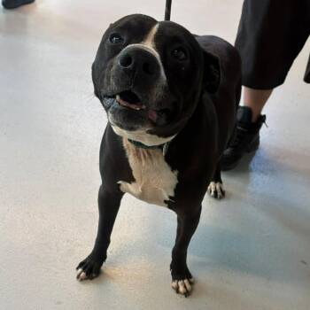 Mixed Breed Dogs Available for Adoption in Huntington, West Virginia - Squatz Stray Hold 5/2 | PetCurious