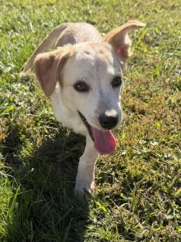 Hawaii : Kihei -  Labrador Retriever and Corgi Dog for Adoption in Aurora, Indiana - Hawaii : Kihei | PetCurious