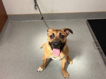 Rescue German Shepherd Dog and Mixed Breed Dogs for Adoption in Rancho Cucamonga, California - JAZ | PetCurious