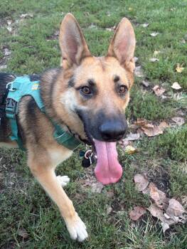 Toro -  German Shepherd Dog Dog for Adoption in New Albany, Ohio - Toro | PetCurious