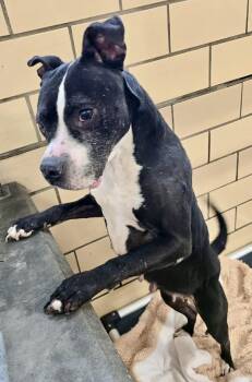 Mixed Breed Dogs Available for Adoption - Zara | PetCurious