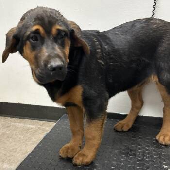 Bloodhound Dogs Available for Adoption - Stetson | PetCurious
