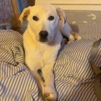 Labrador Retriever and Mixed Breed Dogs Available for Adoption in Brooksville, Kentucky - Sage | PetCurious