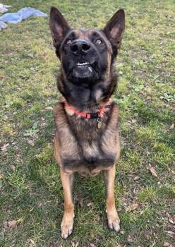 Belgian Shepherd Malinois Dogs Available for Adoption - Bart | PetCurious