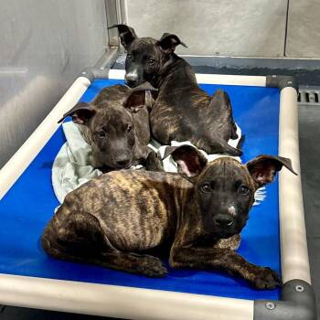 Shark Bait -  Mixed Breed Dog for Adoption in Austin, Texas - Shark Bait | PetCurious
