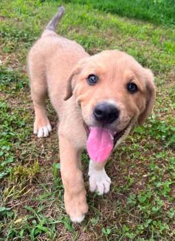 Arthur -  Mixed Breed Dog for Adoption in Acworth, Georgia - Arthur | PetCurious