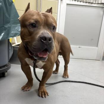 07/15/2026-Stray-BoxRoad -  Mixed Breed Dog for Adoption in Columbus, Georgia - 07/15/2026-Stray-BoxRoad | PetCurious