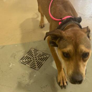 Honeybun -  Mixed Breed Dog for Adoption in Winston-salem, North Carolina - Honeybun | PetCurious