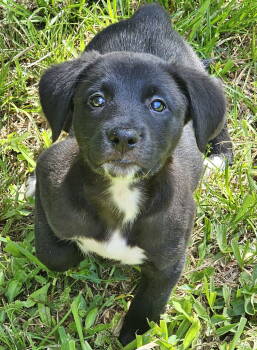 Rescue German Shepherd Dog Dogs for Adoption in West Palm Beach, Florida - Quinoa | PetCurious