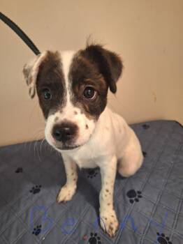 Benny -  Brittany Spaniel Dog for Adoption in Melbourne, Arkansas - Benny | PetCurious