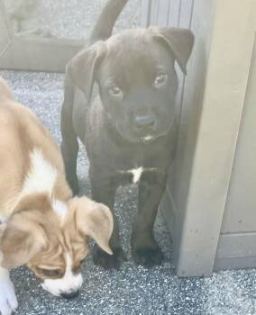 Shepherd Dogs Available for Adoption - Steel | PetCurious