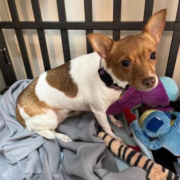 Angel and Peanut -  Chihuahua Dog for Adoption in Washington, Pennsylvania - Angel And Peanut | PetCurious