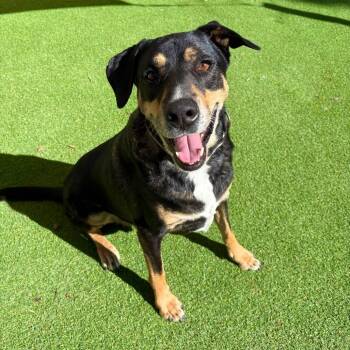 Rescue Rottweiler and Shepherd Dogs for Adoption in Las Cruces, New Mexico - Sly - PAWS | PetCurious