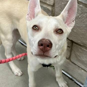 Lumi -  Shepherd Dog for Adoption in Matteson, Illinois - Lumi | PetCurious