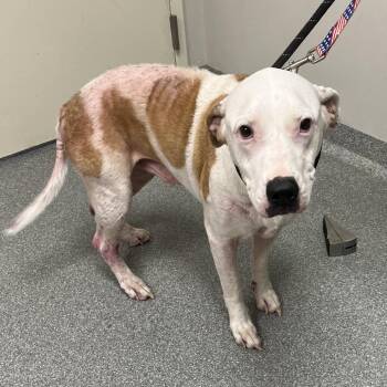Bender -  Pit Bull Terrier Dog for Adoption in Batavia, Ohio - Bender | PetCurious