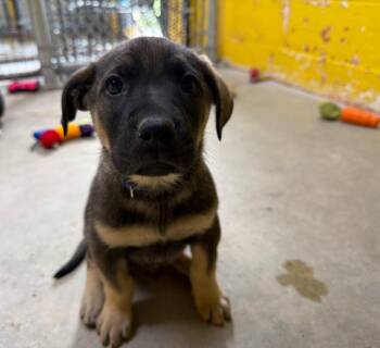 Mixed Breed Dogs Available for Adoption - Nelson | PetCurious