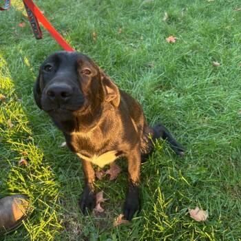 Labrador Retriever and Siberian Husky Dogs Available for Adoption in South Elgin, Illinois - Bean - Home To Home | PetCurious
