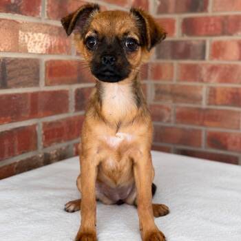 Pebbles -  Pug and Chihuahua Dog for Adoption in Pelham, New Hampshire - Pebbles | PetCurious