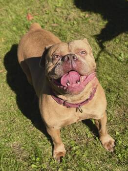 Kruz -  Bulldog Dog for Adoption in Midland, Michigan - Kruz | PetCurious