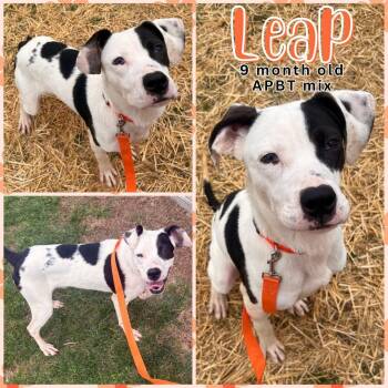 Rescue Pit Bull Terrier Dogs for Adoption in Lawrence, Indiana - LEAP | PetCurious