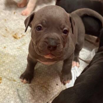 Doralee -  Pit Bull Terrier Dog for Adoption in Johnson City, Tennessee - Doralee | PetCurious