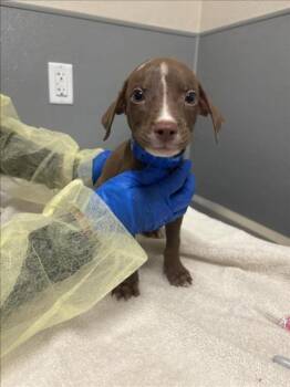ANDY WARHOWL -  Pit Bull Terrier Dog for Adoption in Las Vegas, Nevada - ANDY WARHOWL | PetCurious
