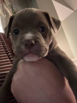 Spud -  Labrador Retriever and Pit Bull Terrier Dog for Adoption in Newnan, Georgia - Spud | PetCurious