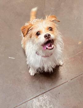 Armstrong -  Terrier Dog for Adoption in Council Bluffs, Iowa - Armstrong | PetCurious