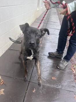 Rescue Pit Bull Terrier Dogs for Adoption in Philadelphia, Pennsylvania - Dior | PetCurious