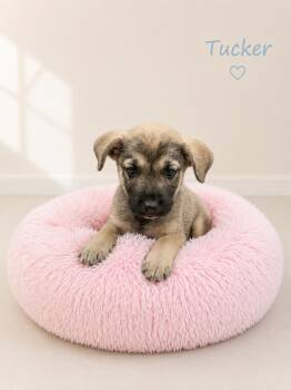 Tucker -  Hound Dog for Adoption in Sylacauga, Alabama - Tucker | PetCurious