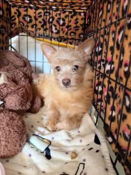 Maltese and Chihuahua Dogs Available for Adoption - Maple | PetCurious