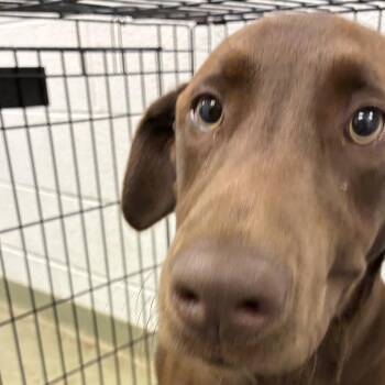 72068 -  Chocolate Labrador Retriever Dog for Adoption in Harrisonburg, Virginia - 72068 | PetCurious