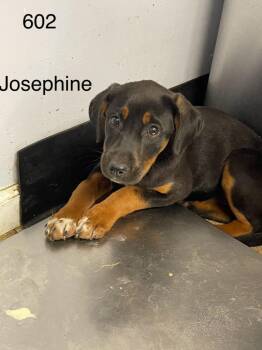 Australian Shepherd Dogs Available for Adoption - Lilly Ann (FKA Josephine) | PetCurious