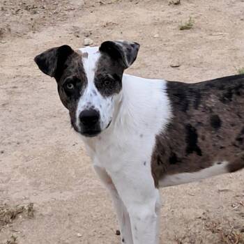 Rescue Catahoula Leopard Dog and Whippet Dogs for Adoption in Austin, Texas - Helena JuM* | PetCurious