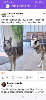 Rescue Husky Dogs for Adoption in Muskegon, Michigan - Keely | PetCurious
