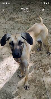 MEADOW -  Black Mouth Cur and Labrador Retriever Dog Available for Adoption in Saint Jo, Texas - MEADOW | PetCurious