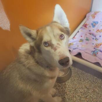 Mixed Breed and Husky Dogs Available for Adoption - Hachiko | PetCurious