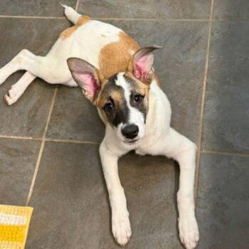 Petunia -  Jack Russell Terrier and Mixed Breed Dog for Adoption in Edmond, Oklahoma - Petunia | PetCurious