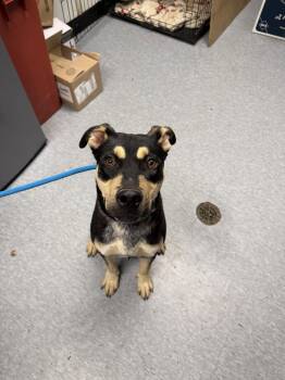 Porkchop -  Pit Bull Terrier Dog for Adoption in Las Vegas, New Mexico - Porkchop | PetCurious