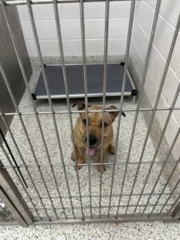 Rescue Pit Bull Terrier and Mixed Breed Dogs for Adoption in Atlanta, Georgia - Brownie | PetCurious