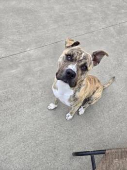 Garbanzo -  Pit Bull Terrier and Mixed Breed Dog for Adoption in Westland, Michigan - Garbanzo | PetCurious