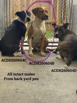 Braxton -  Mixed Breed Dog for Adoption in Dickson, Tennessee - Braxton | PetCurious