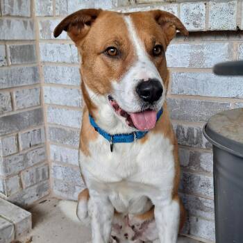 Rusty -  Australian Cattle Dog Blue Heeler Dog for Adoption in Krum, Texas - Rusty | PetCurious