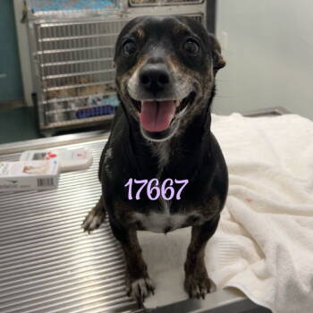 Rescue Chihuahua Dogs for Adoption in Chico, California - YASMIN | PetCurious