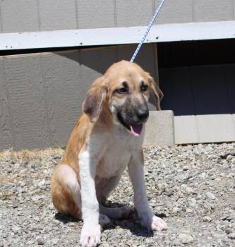 Nacho -  Hound and Mixed Breed Dog for Adoption in Vacaville, California - Nacho | PetCurious