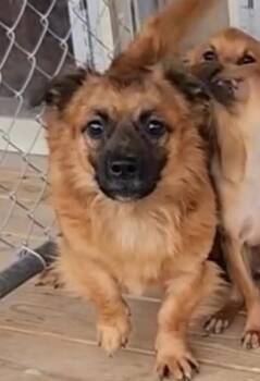 Rescue Pomeranian and Chihuahua Dogs for Adoption - Chunky Monkey / Ham | PetCurious